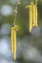 Flowering birch, Betula L